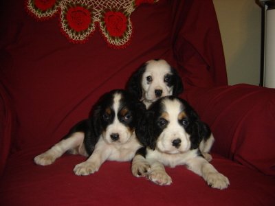 Puppies in BAY MINETTE